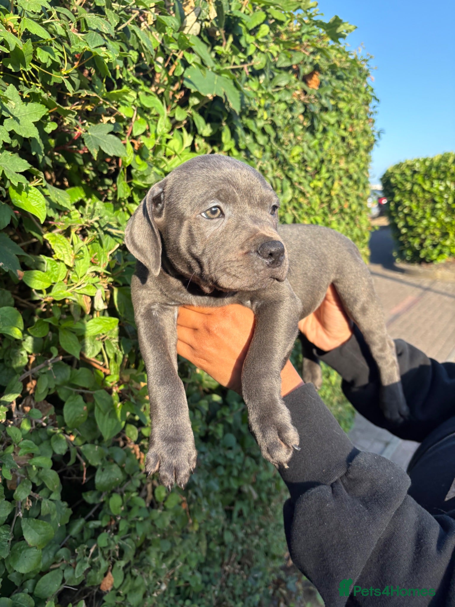 Staffordshire Bull Terrier dogs PHARAON PUPPIES 🏆 STAFFORDSHIRE BULL TERRIERS  - Advert 11