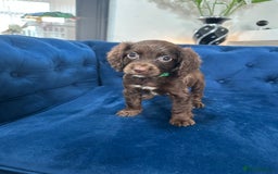 Cocker Spaniel dogs for sale: Beautiful litter of cocker spaniel pups 4 left  - Image 12