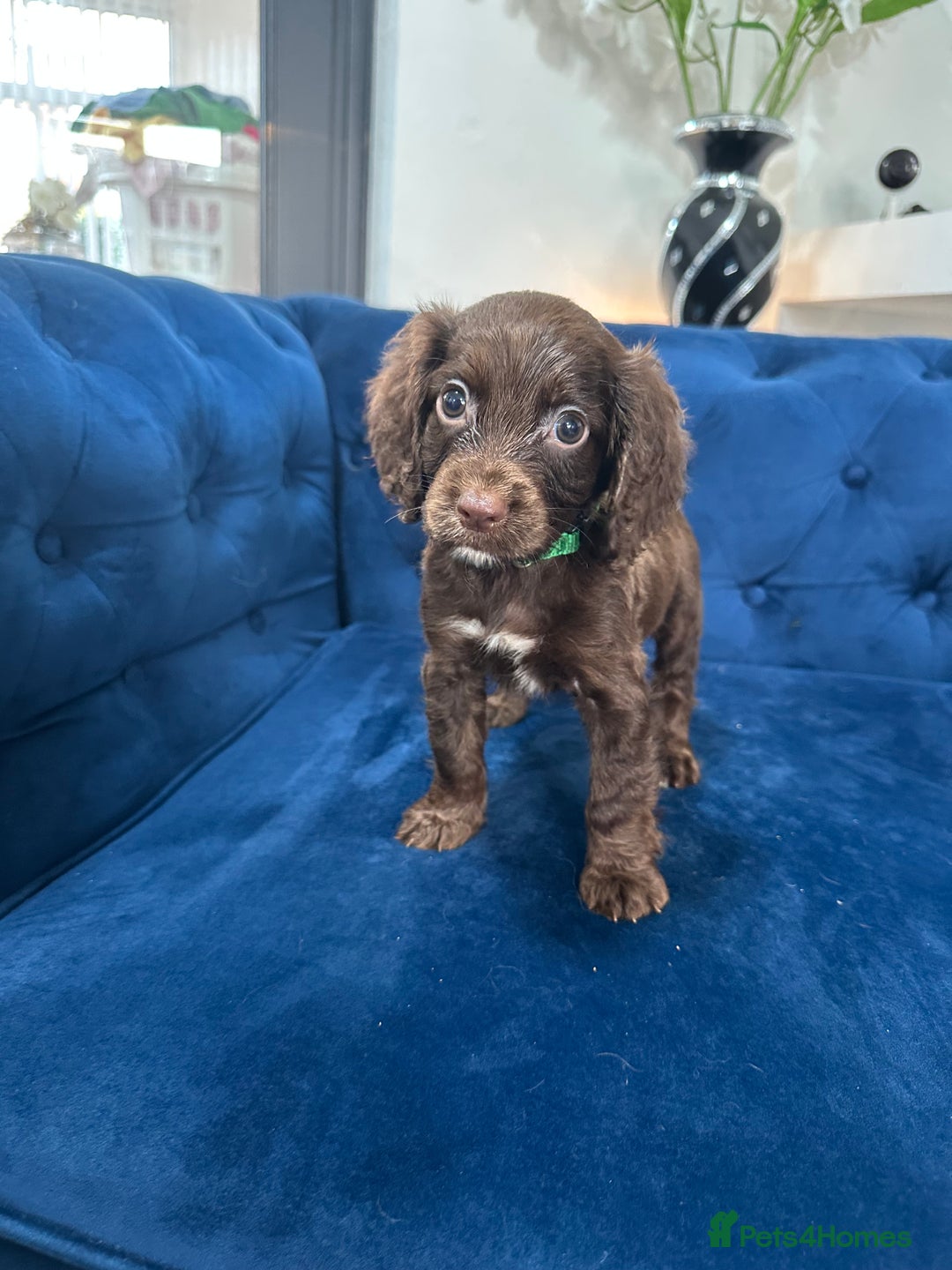 Cocker Spaniel dogs for sale: Beautiful litter of cocker spaniel pups 4 left  - Image 12