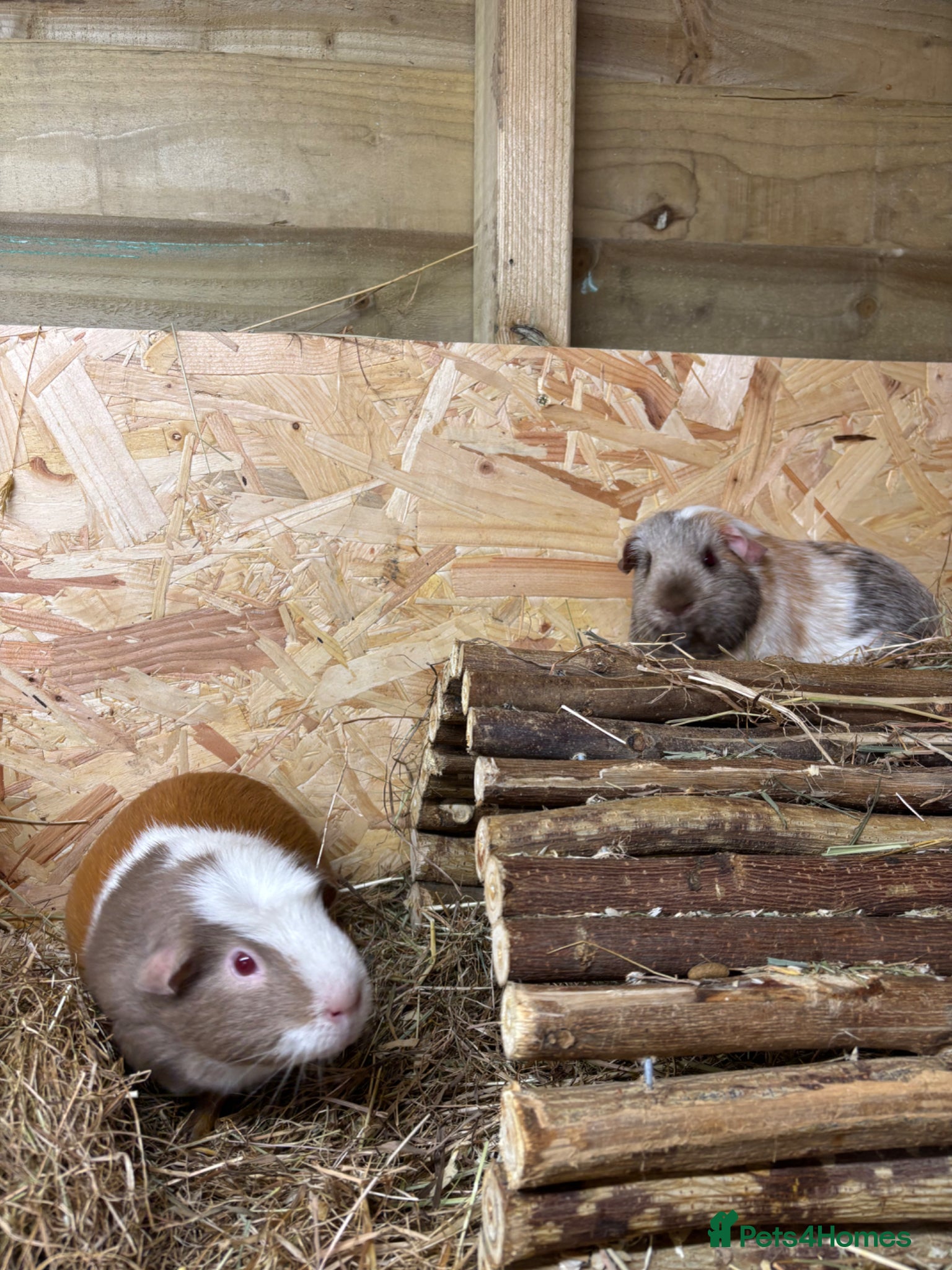 Guinea Pig rodents Neutured boy and girl, pair of boys, single girl  - Advert 1
