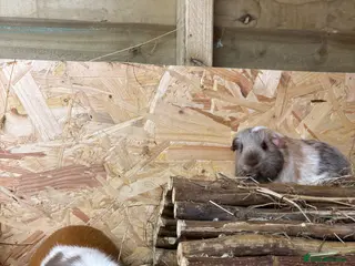 Guinea Pig rodents Neutured boy and girl, pair of boys, single girl - Advert 1