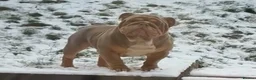 English Bulldog dogs for stud: Luna effect bulldog  - Advert 5
