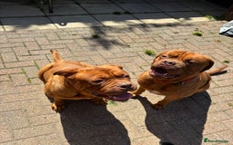 Dogue De Bordeaux dogs for sale: Kc reg, international multi champion winners ddb - Image 13