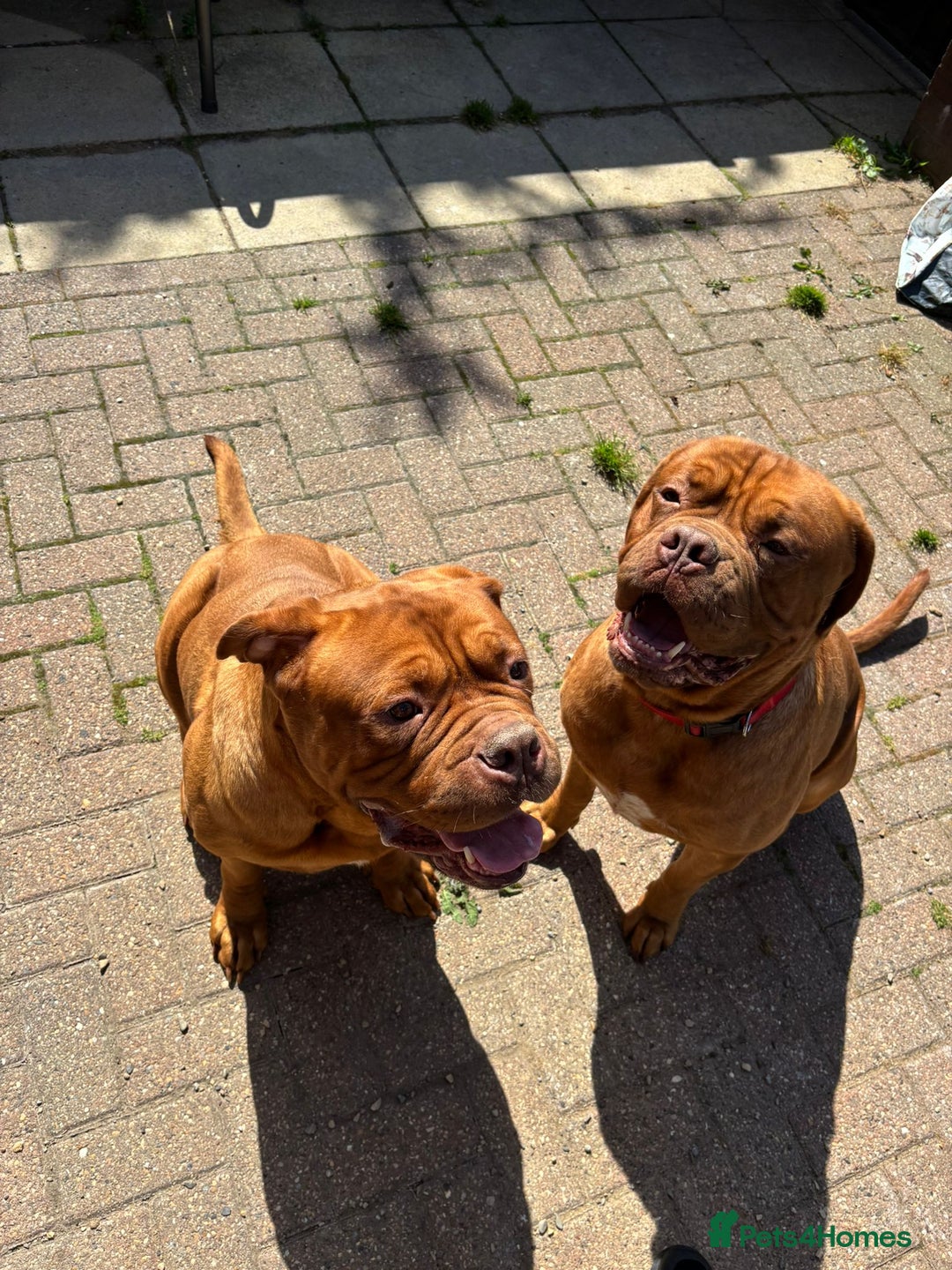 Dogue De Bordeaux dogs for sale: Kc reg, international multi champion winners ddb - Image 13