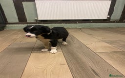 Sprollie dogs for sale: 3/4 border collie 1/4 spaniel puppies - Image 5