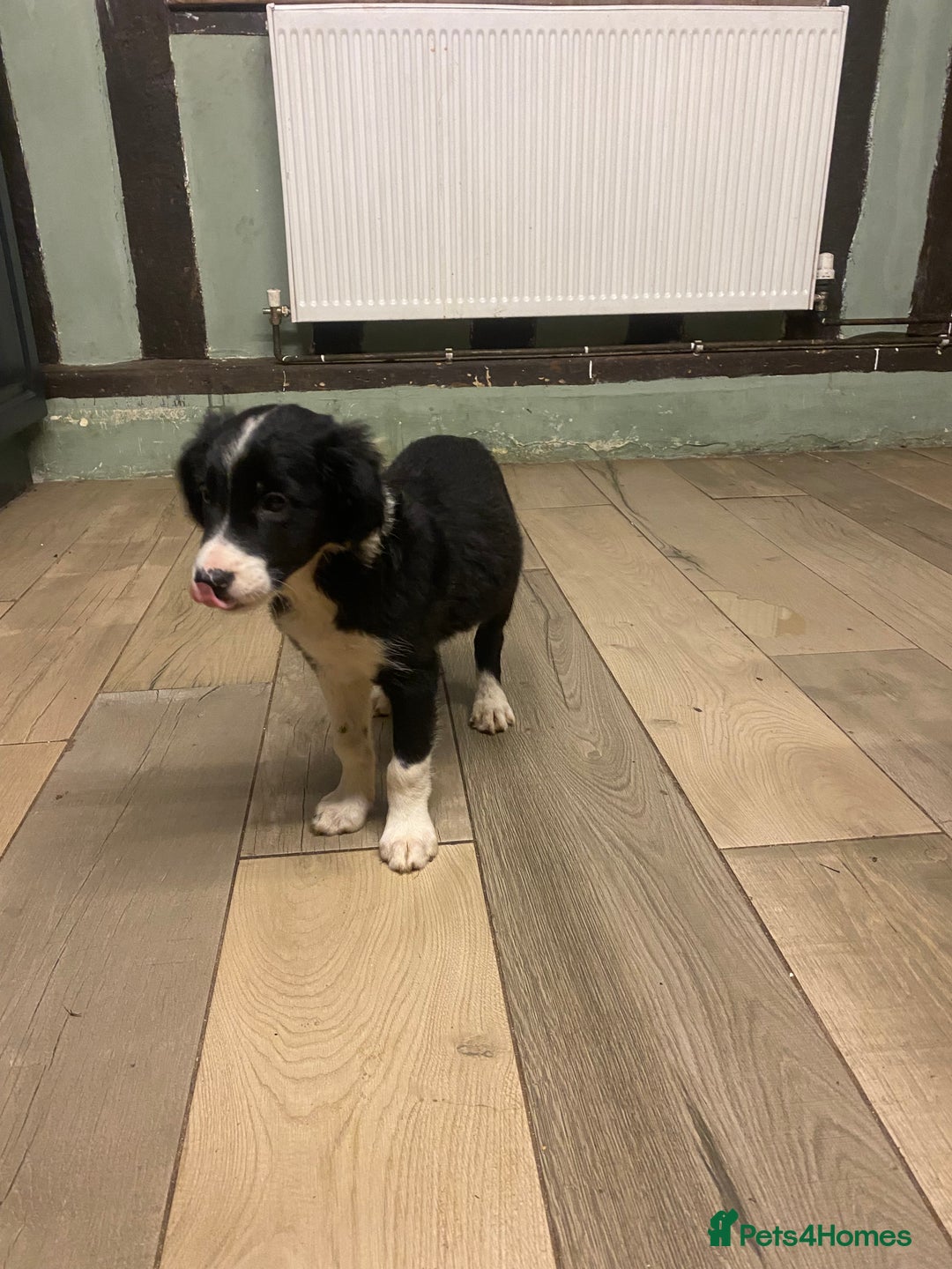 Sprollie dogs for sale: 3/4 border collie 1/4 spaniel puppies - Image 5