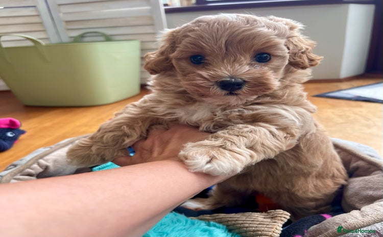Maltipoo dogs - Advert 2