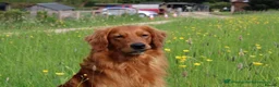 Golden Retriever dogs for sale: Perfect Golden Retriever Litter - Advert 7
