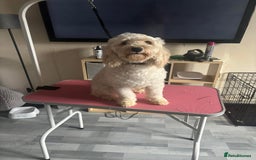 Cockapoo dogs for sale: Rehoming  - Image 2