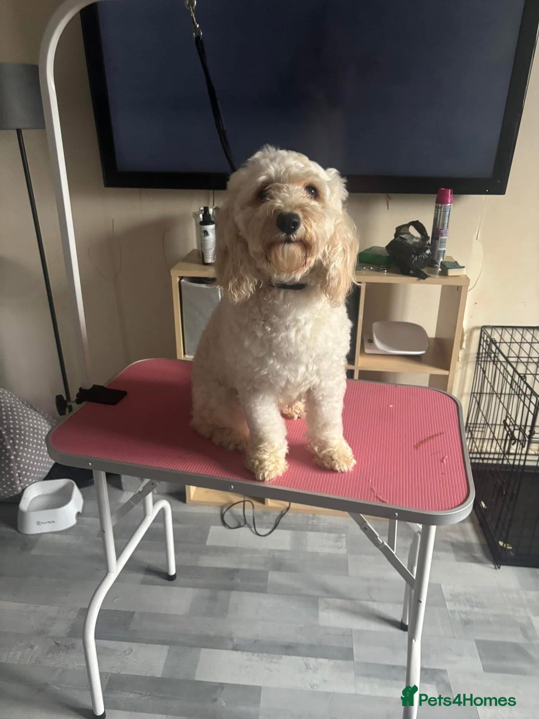 Cockapoo dogs for sale: Rehoming  - Image 2