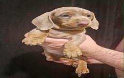 Dachshund dogs for sale: 🌈🌈 Isabella and tan Beautiful puppy’s 🌈🌈  - Image 5