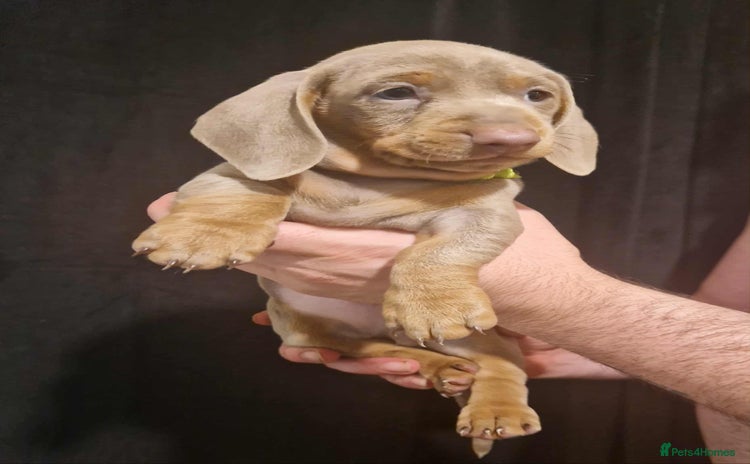 Dachshund dogs - Advert 1