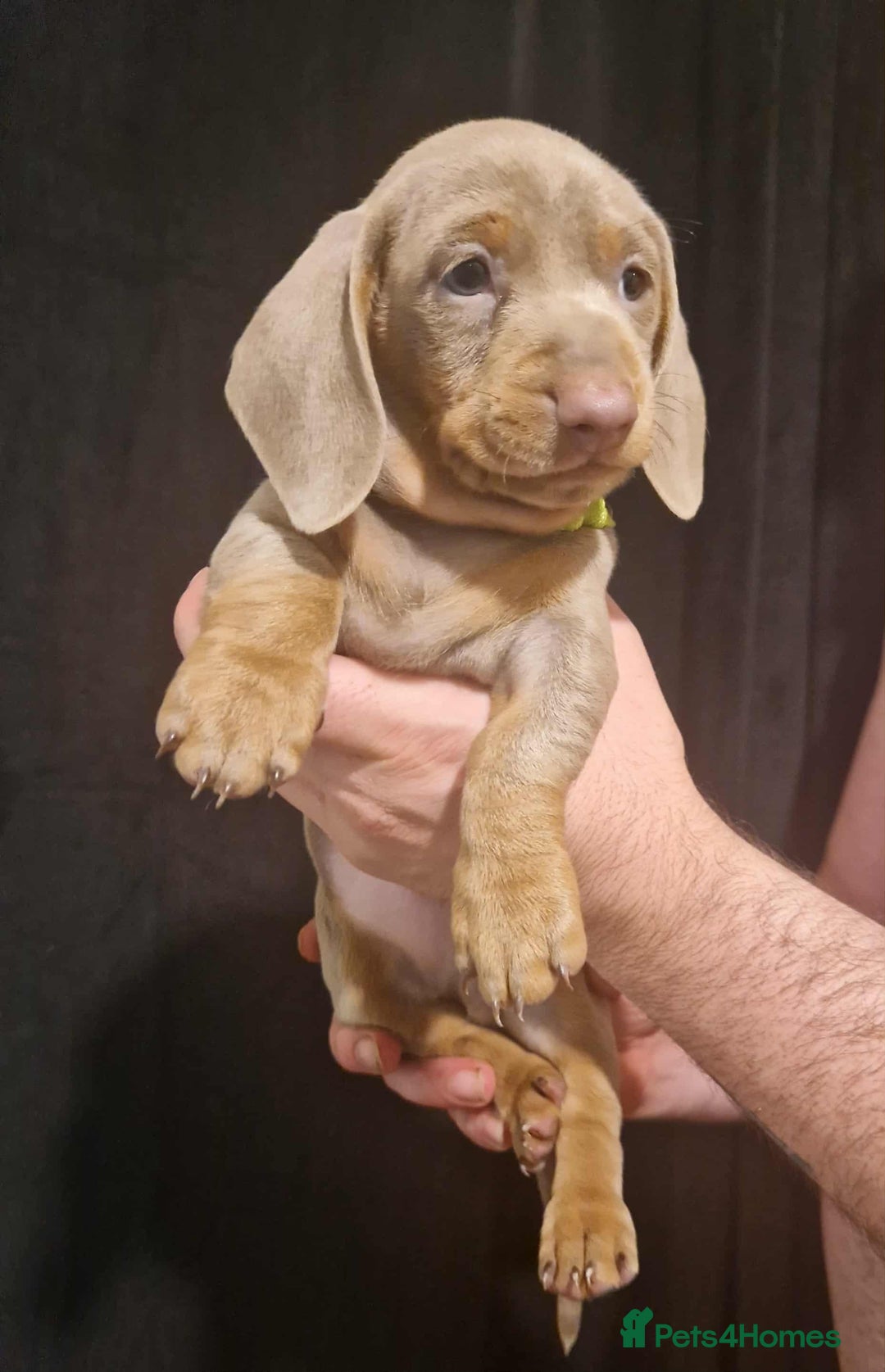 Dachshund dogs for sale: 🌈🌈 Isabella and tan Beautiful puppy’s 🌈🌈  - Image 5