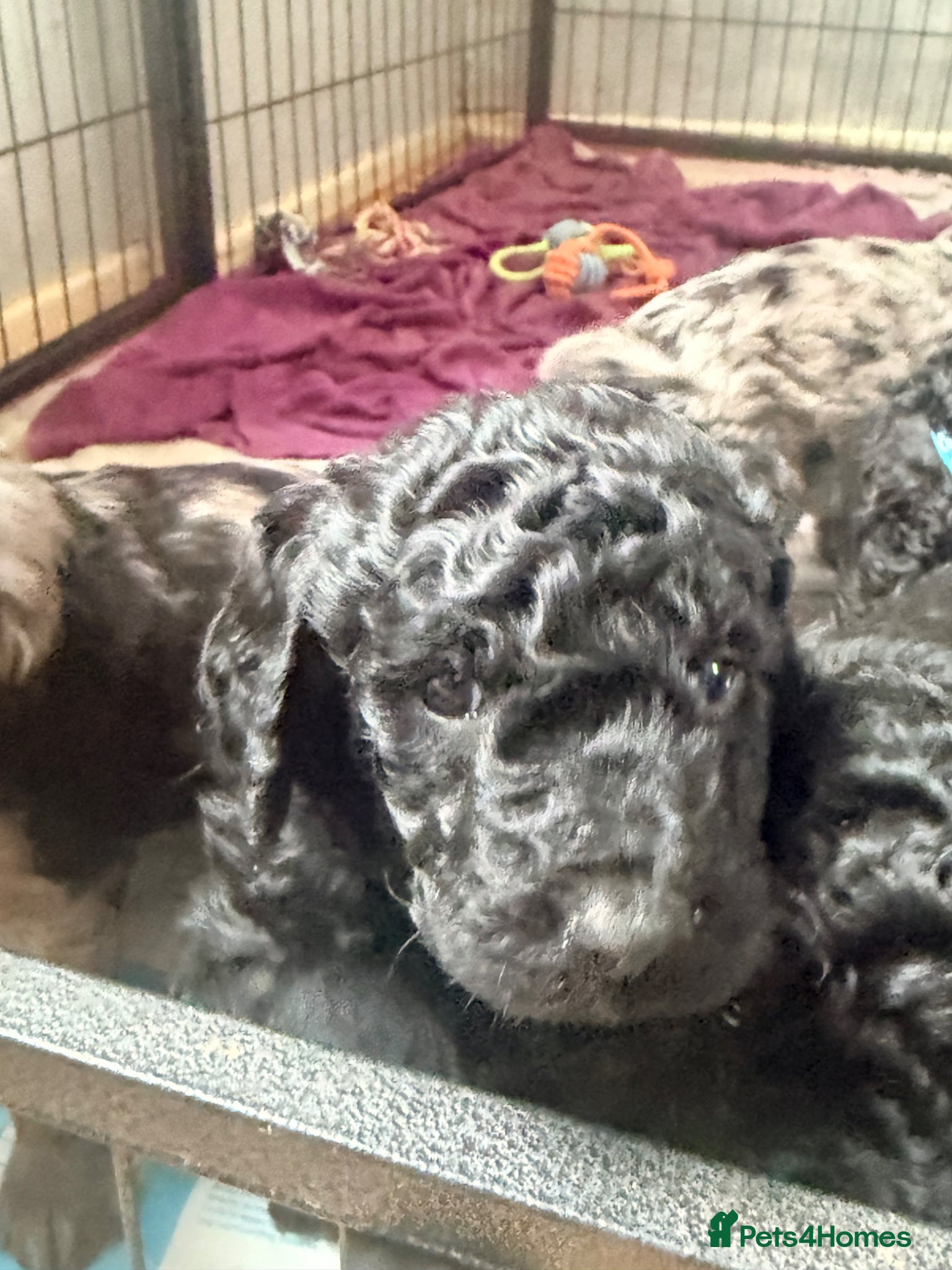 Mini Goldendoodle dogs Last 4 remaining 2 boys 2 girls  - Advert 3