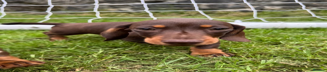 Miniature Dachshund Puppy 1