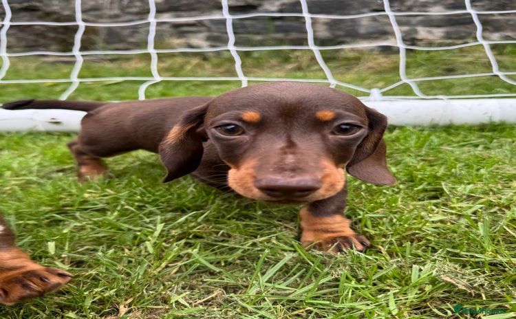 Miniature Dachshund dogs - Advert 6