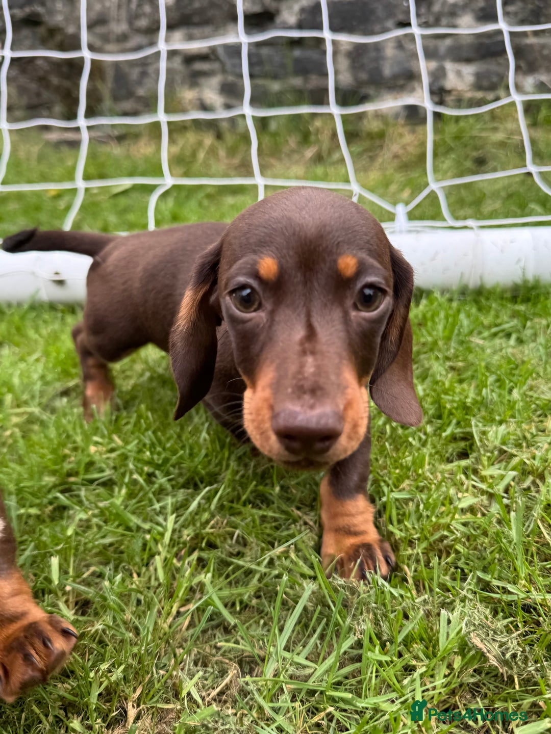Miniature Dachshund dogs for sale: Last female - miniature dachshund  - Image 1