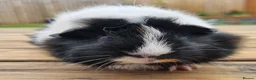 Guinea Pig rodents for sale: Beautiful Baby guinea pigs for sale  - Advert 6