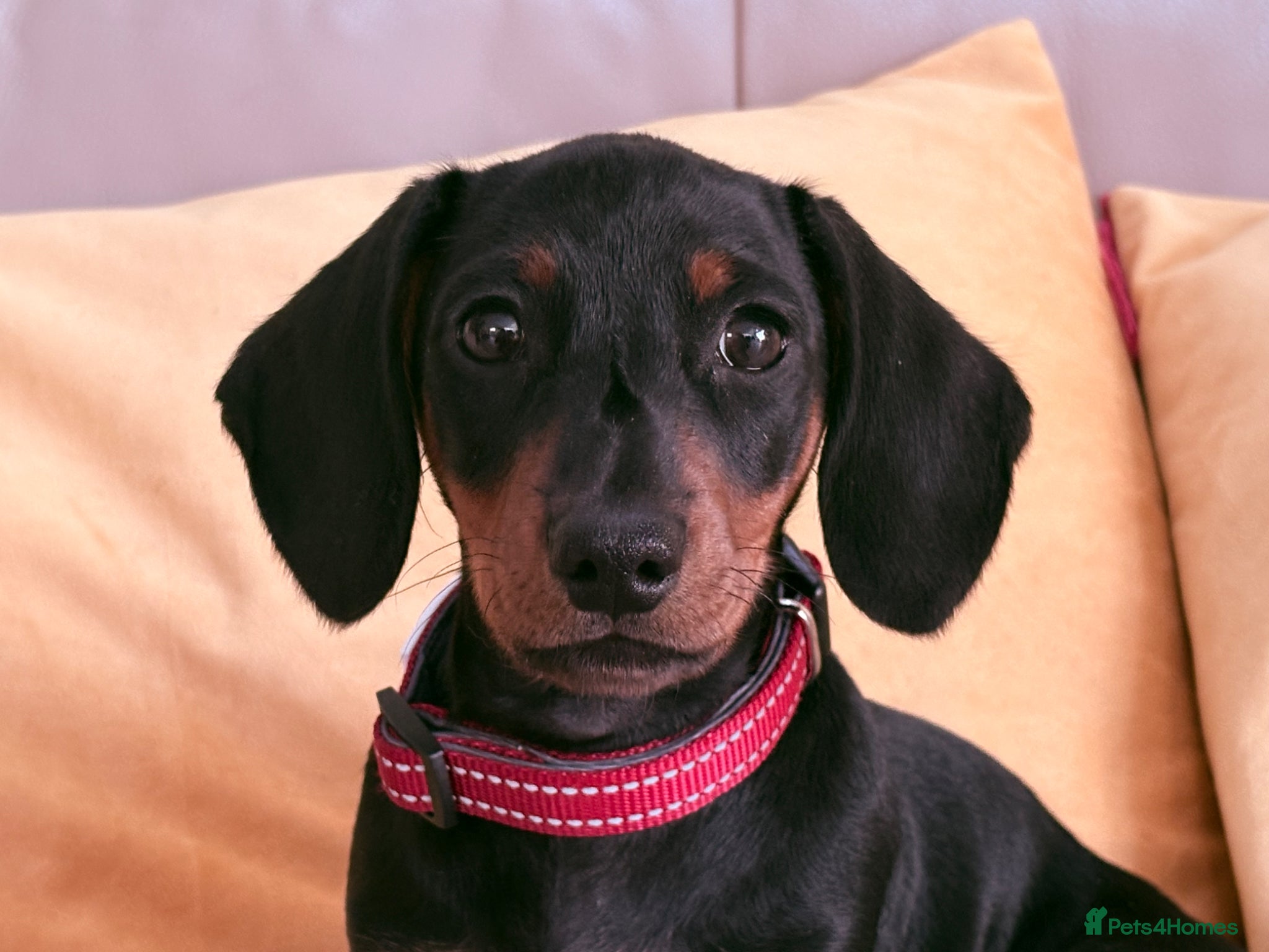 Miniature Dachshund dogs Monty the Miniature Dachshund  - Advert 1