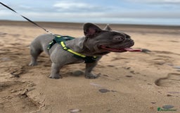 French Bulldog dogs for sale: French bulldog  - Image 1