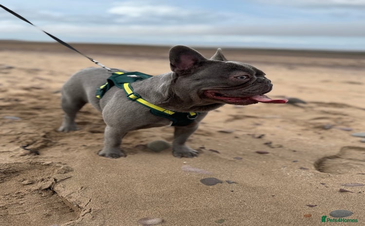 French Bulldog dogs - Advert 1