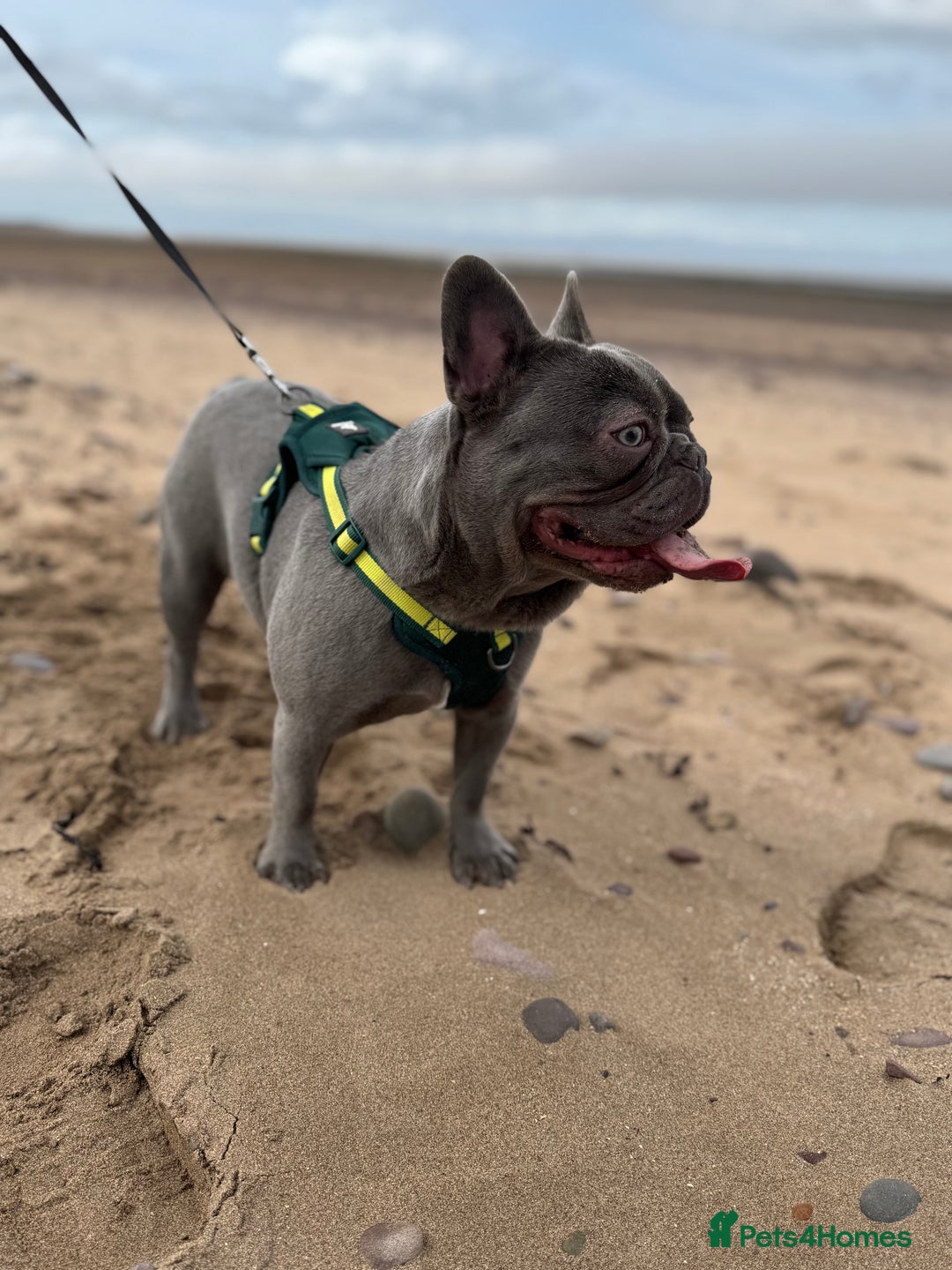 French Bulldog dogs for sale: French bulldog  - Image 1