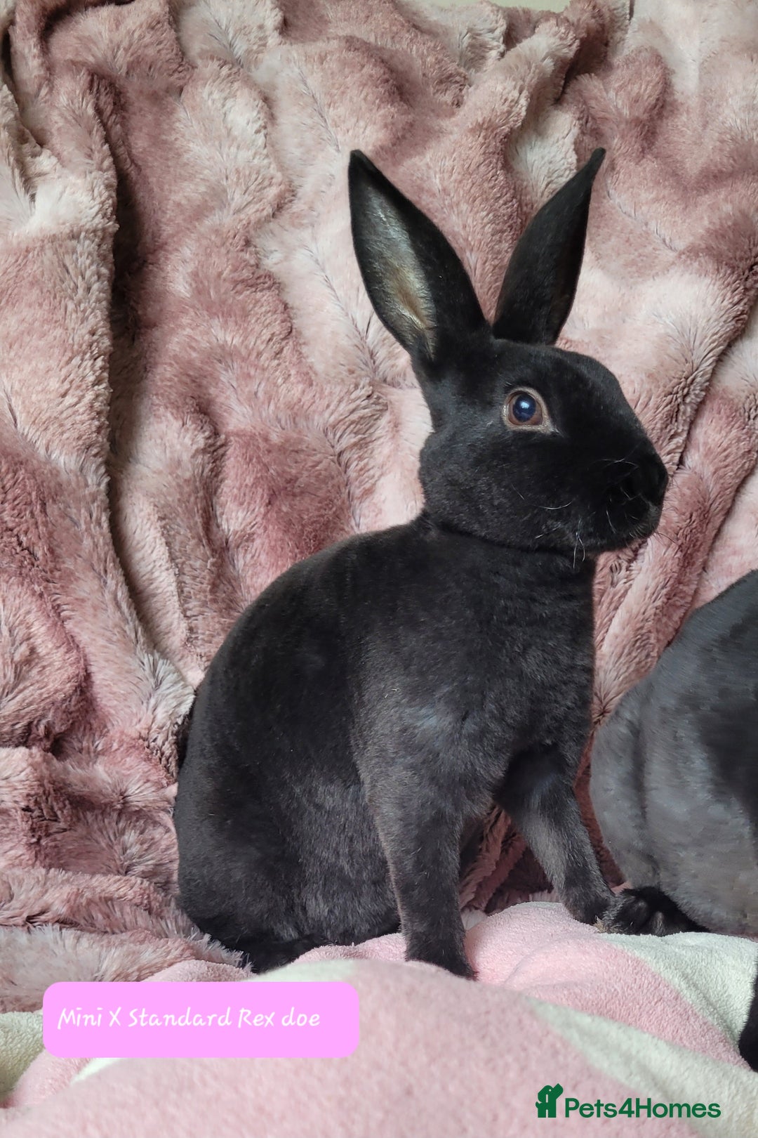 Rex rabbits for sale: Mini Rex babies- various colours & ages - Image 3