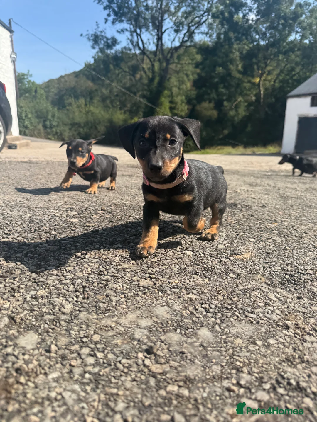 Mixed Breed dogs for sale: Dachshund X border collie - Advert 2