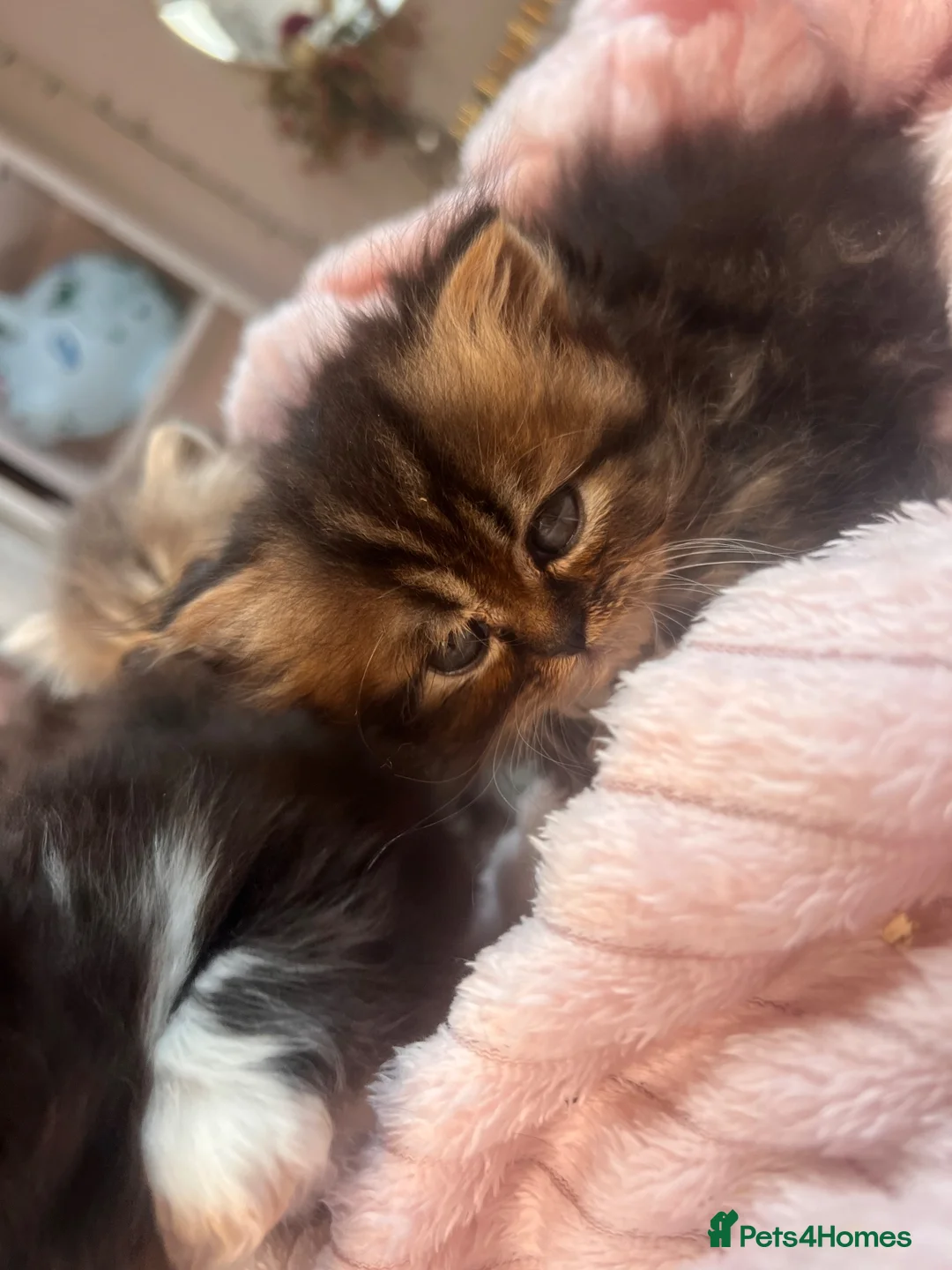 Persian cats for sale: Gorgeous Persian Kittens  in Bedford - Advert 2