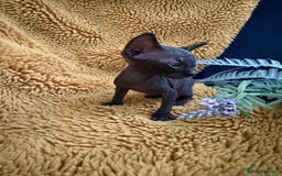 Sphynx cats for sale: Tica Beautiful Kittens Ready Soon! - Image 2