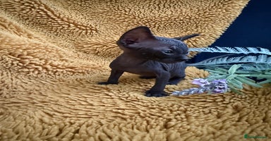Sphynx cats - Advert 4