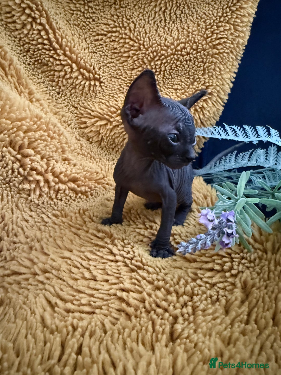 Sphynx cats for sale: Tica Beautiful Kittens Ready Soon! - Image 2
