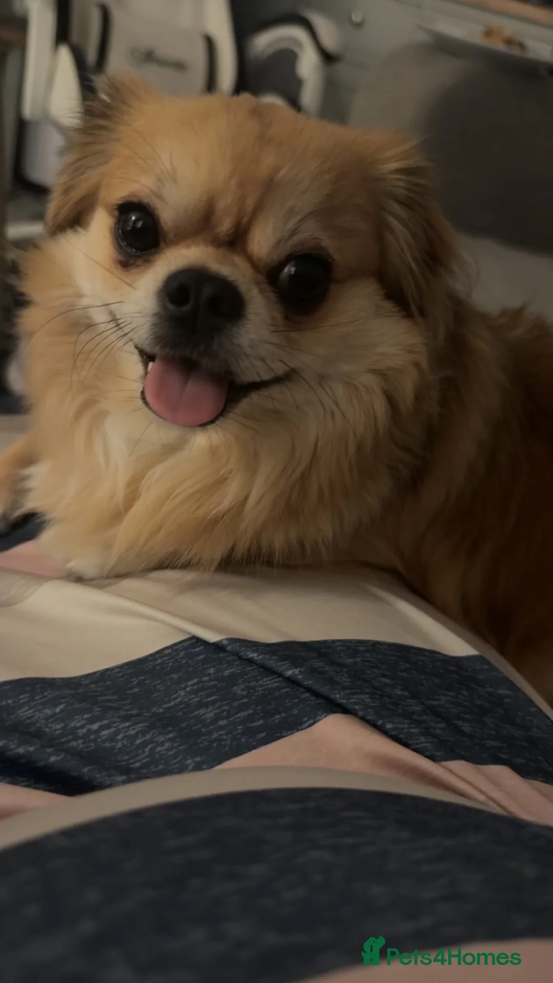 Chihuahua dogs for sale: Male chihuha  in Calne - Advert 3