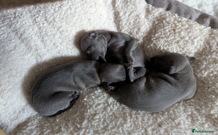 Italian Greyhound dogs - Advert 1