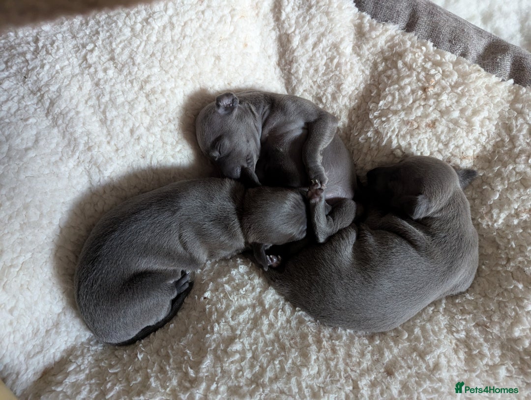 Italian Greyhound dogs for sale: Blue Italian Greyhound Puppies KC reg - Image 1