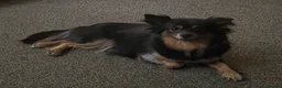 Pomchi dogs for sale: Pomchi puppies in Bishop Auckland - Advert 1