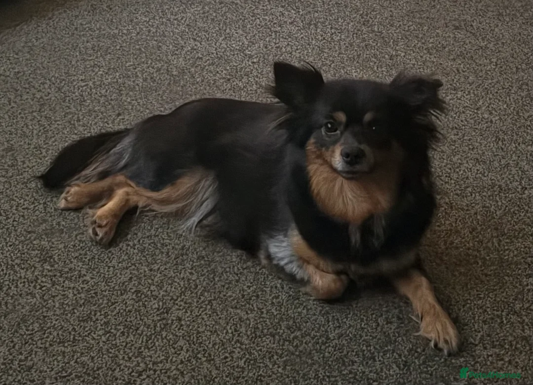 Pomchi dogs for sale: Pomchi puppies in Bishop Auckland - Advert 1
