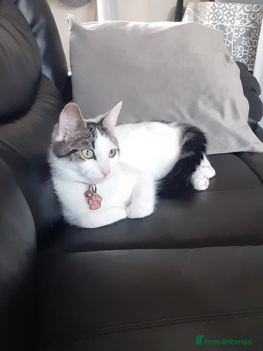 Mixed Breed cats for sale: Rosie - Image 9
