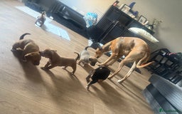 Mixed Breed dogs for sale: Rottweiler cross saluki puppies  - Image 20