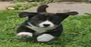 Welsh Corgi Cardigan dogs - Advert 8