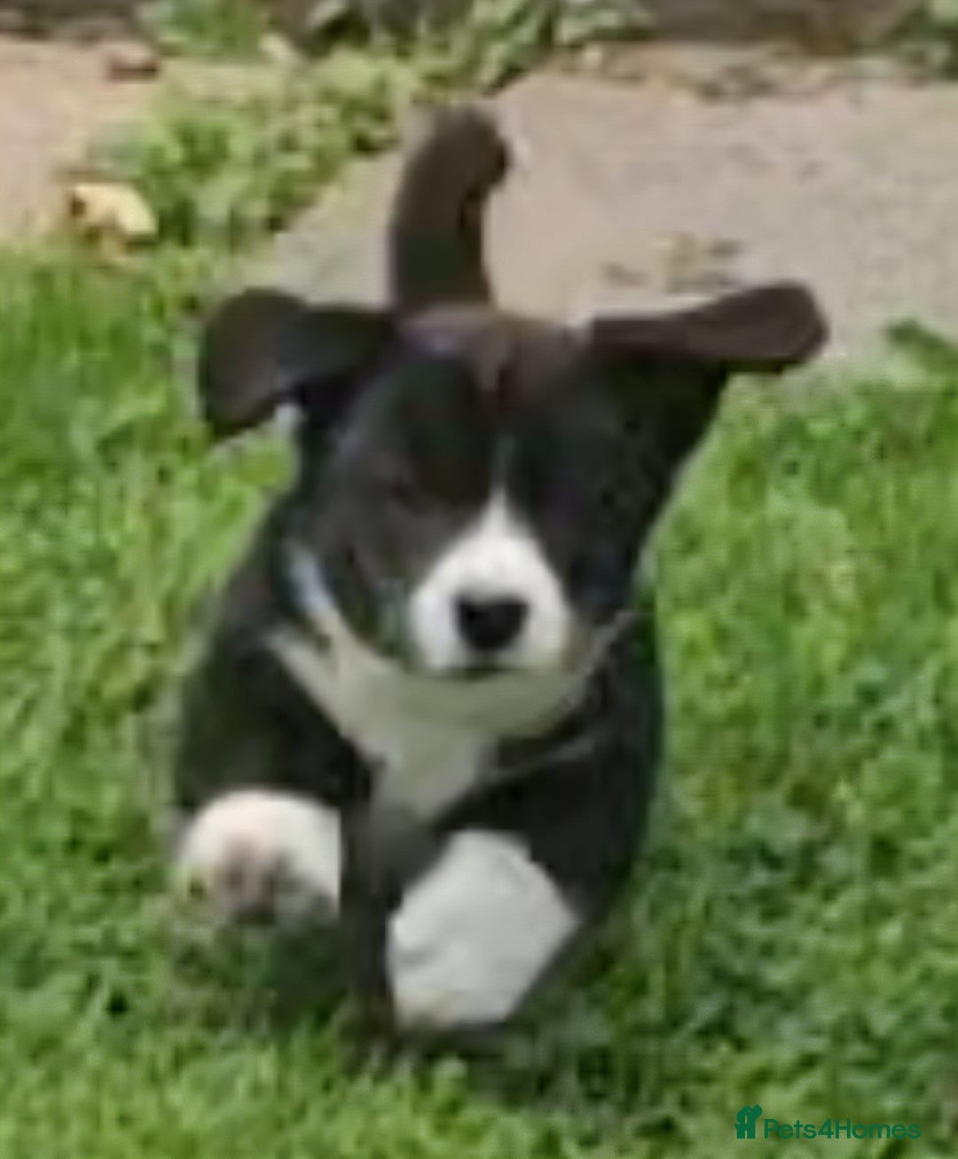 Welsh Corgi Cardigan dogs for sale: WELSH CARDIGAN CORGI PUPS  - Image 2