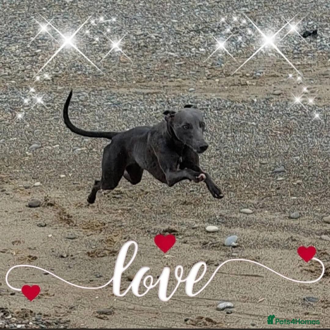 Whippet dogs Beautiful KC Registered Blue Whippet pups for sale - Advert 4