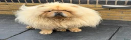 Chow Chow dogs for sale: STUNNING CHOW CHOW PUPPIES READY NOW - Advert 3