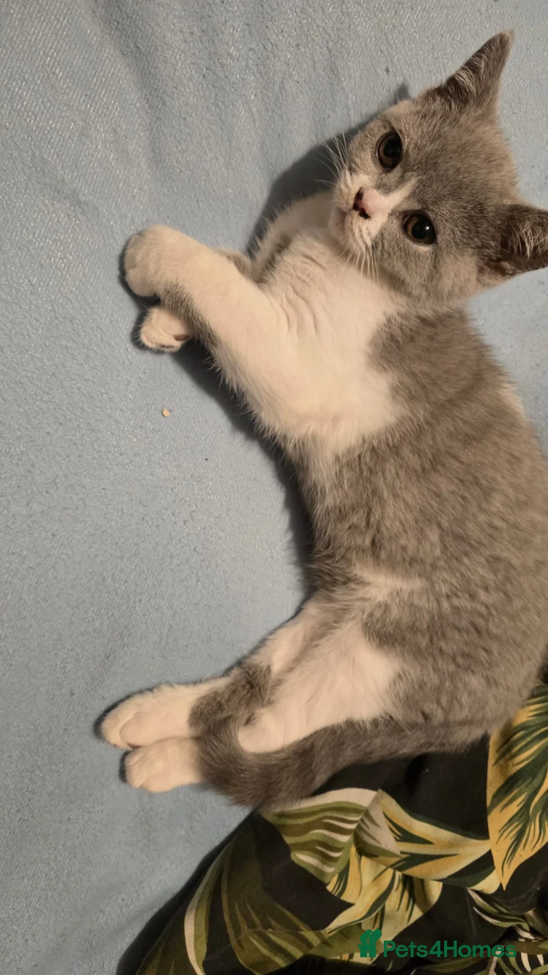 British Shorthair cats for sale: 3 British Shorthair kitten's available  in Freshwater - Advert 3