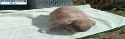 Mini Lop rabbits for sale: Pretty Female & Male Baby Rabbits - Advert 7