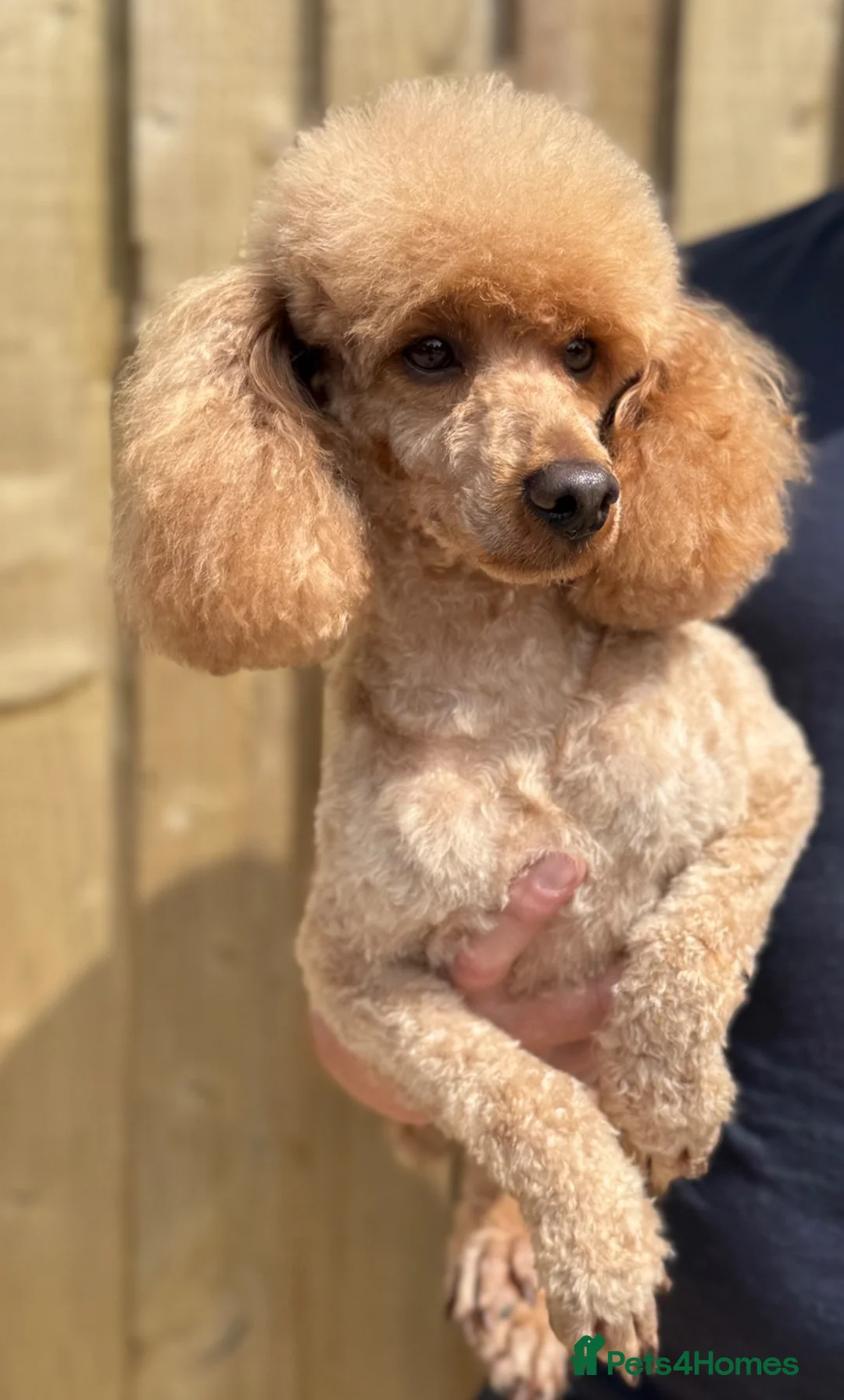 Toy Poodle dogs for stud: 💙Stunning KC Toy Poodle Stud 💙 - Advert 5