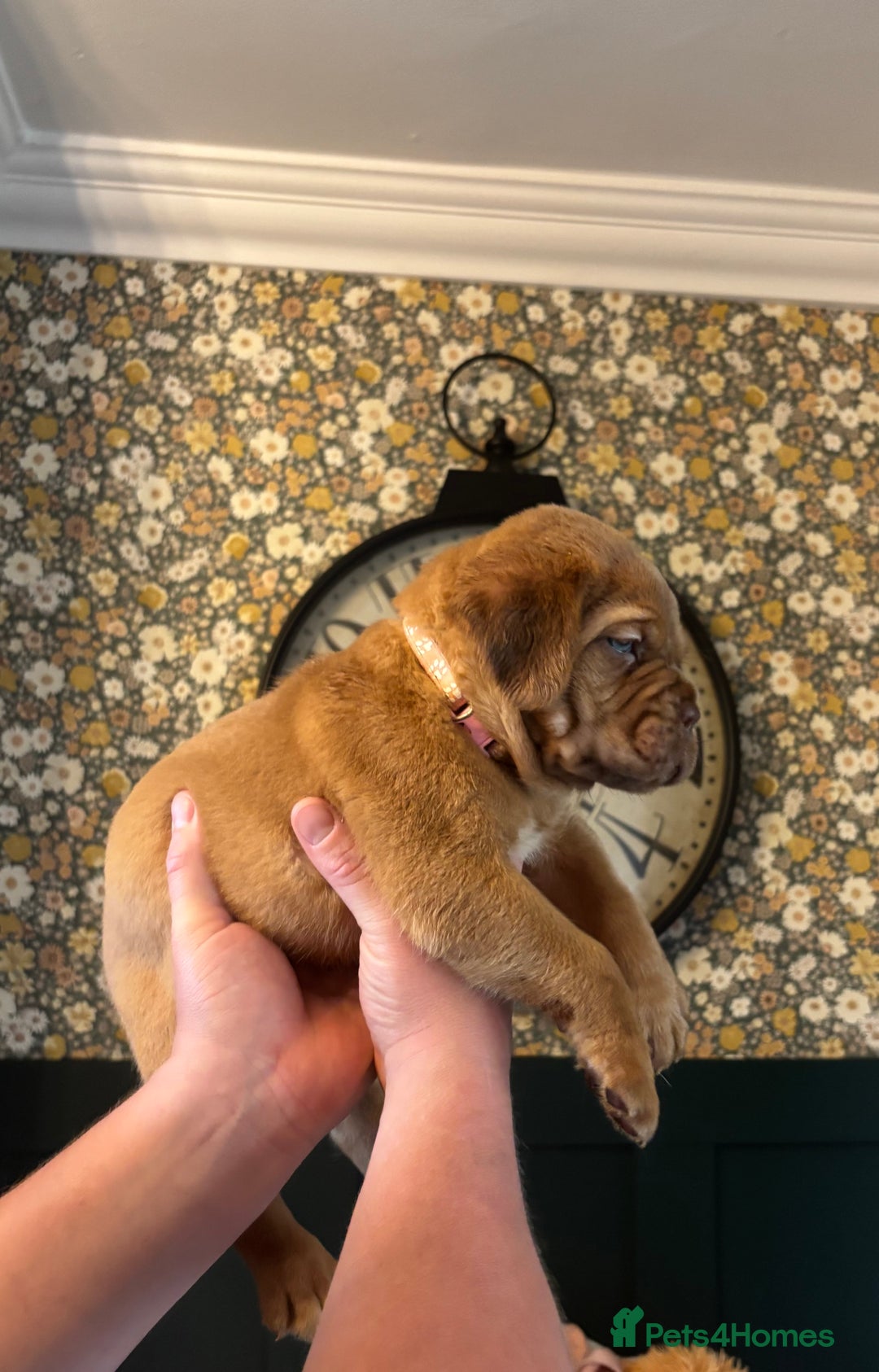 Dogue De Bordeaux dogs for sale: 6 stunning chunky Douge de Bordeux pups - Image 24