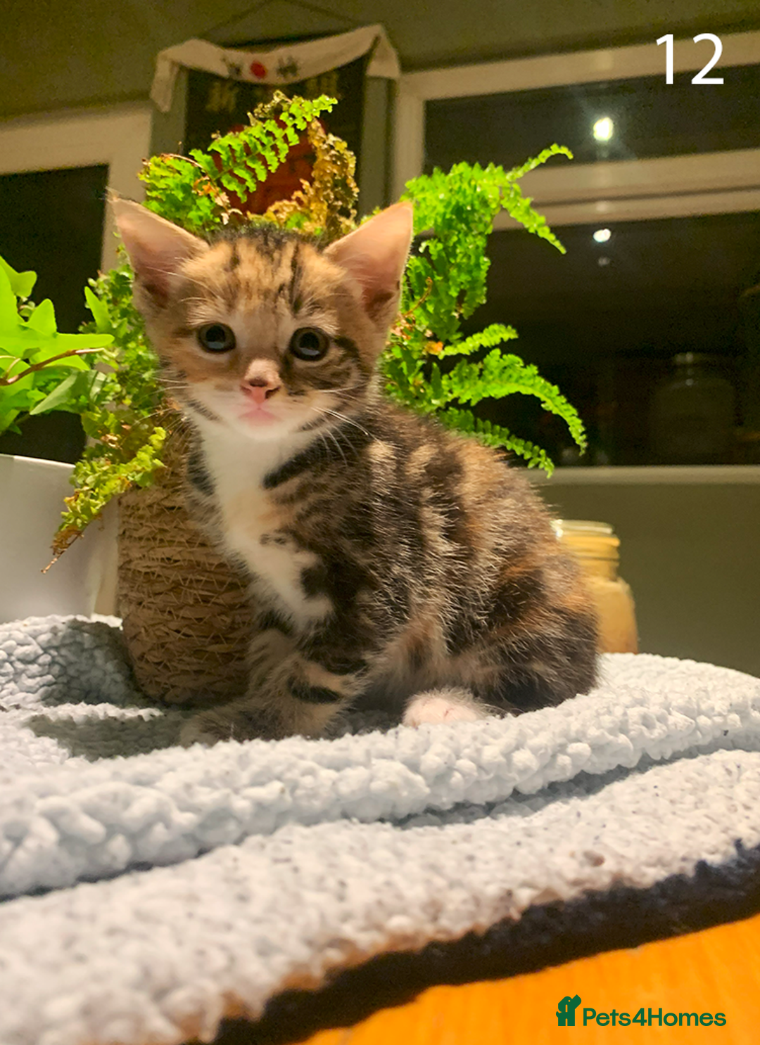 Mixed Breed cats for sale: KITTENS! Batch of cuties for sale in Basinsgtoke - Image 18