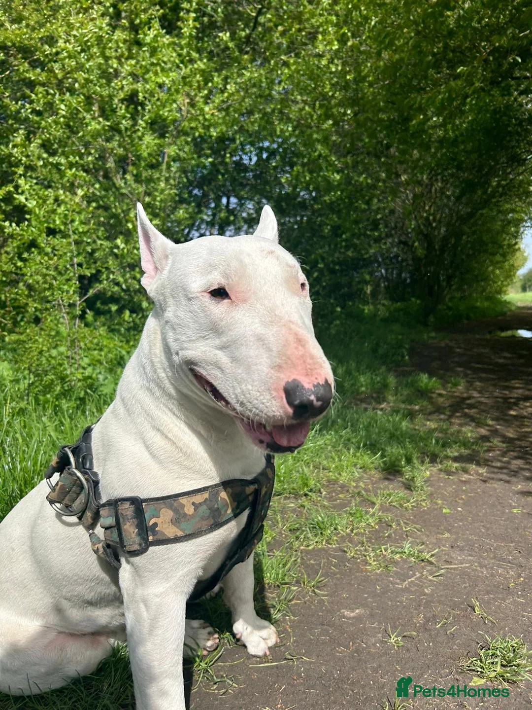 English Bull Terrier dogs for sale: Jayko KC Registered English Bull Terrier - Advert 3