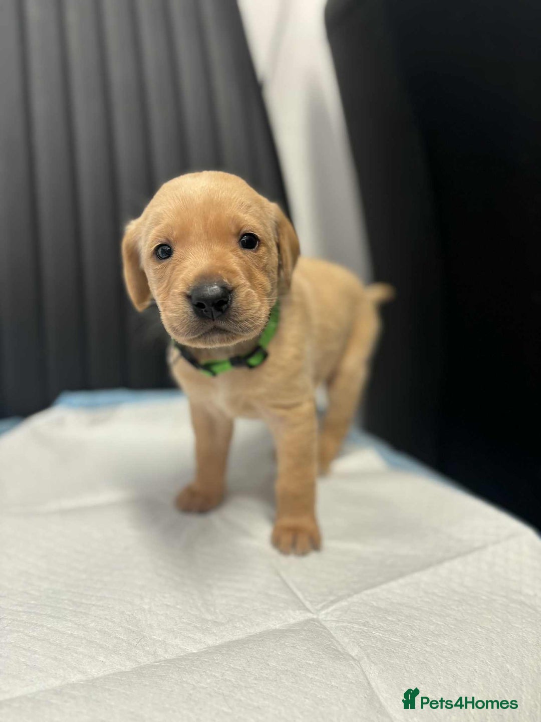 Labrador Retriever dogs for sale: Adorable KC registered fox red and black labs  - Image 16